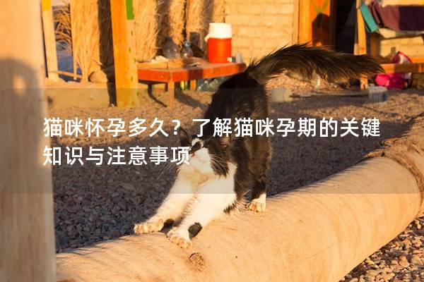 猫咪怀孕多久？了解猫咪孕期的关键知识与注意事项