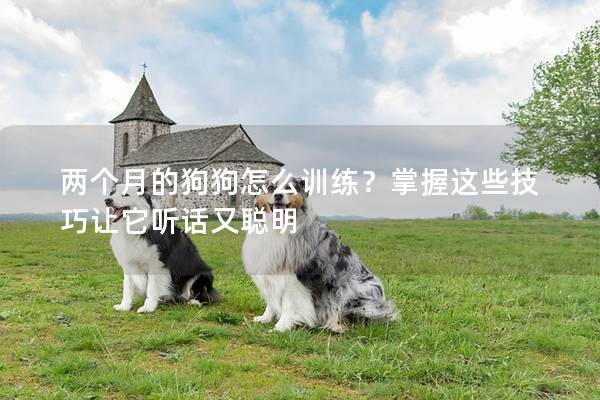 两个月的狗狗怎么训练？掌握这些技巧让它听话又聪明