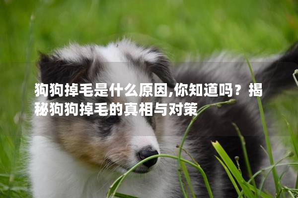 狗狗掉毛是什么原因,你知道吗？揭秘狗狗掉毛的真相与对策