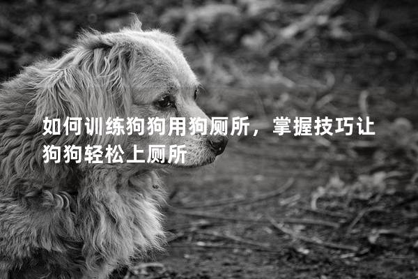 如何训练狗狗用狗厕所，掌握技巧让狗狗轻松上厕所