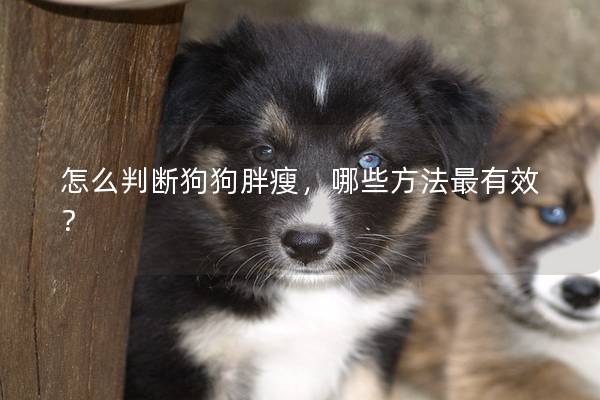 怎么判断狗狗胖瘦，哪些方法最有效？