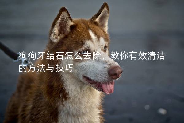 狗狗牙结石怎么去除，教你有效清洁的方法与技巧