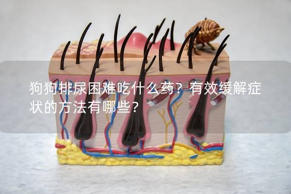 狗狗排尿困难吃什么药？有效缓解症状的方法有哪些？