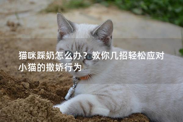 猫咪踩奶怎么办？教你几招轻松应对小猫的撒娇行为