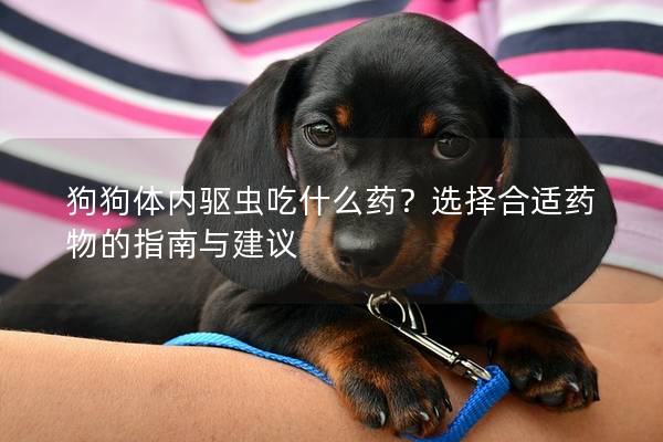 狗狗体内驱虫吃什么药？选择合适药物的指南与建议