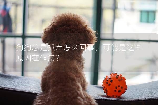 狗狗总是抓痒怎么回事，可能是这些原因在作祟？