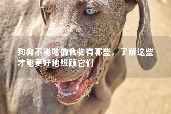 狗狗不能吃的食物有哪些，了解这些才能更好地照顾它们