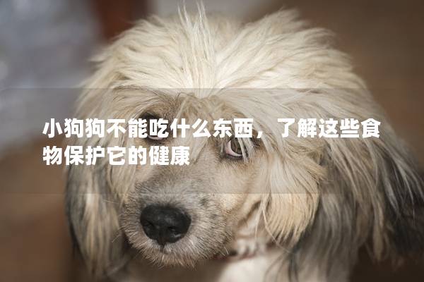 小狗狗不能吃什么东西，了解这些食物保护它的健康