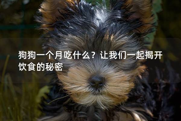 狗狗一个月吃什么？让我们一起揭开饮食的秘密