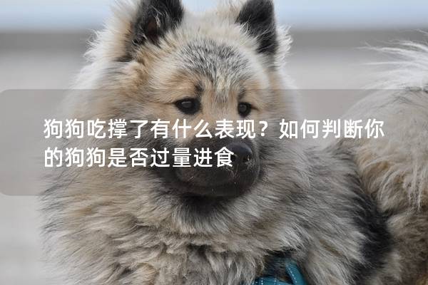 狗狗吃撑了有什么表现？如何判断你的狗狗是否过量进食
