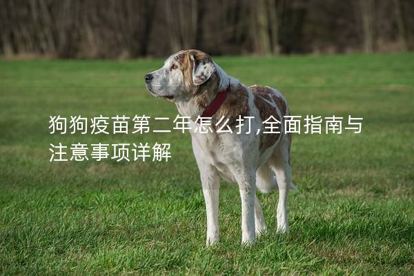 狗狗疫苗第二年怎么打,全面指南与注意事项详解