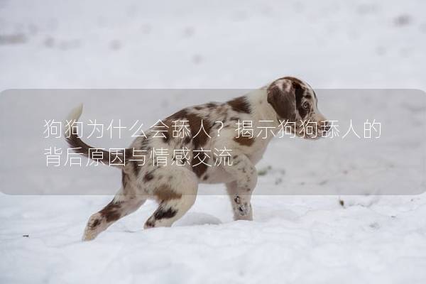狗狗为什么会舔人？揭示狗狗舔人的背后原因与情感交流