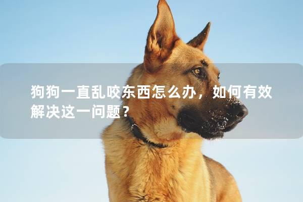 狗狗一直乱咬东西怎么办，如何有效解决这一问题？