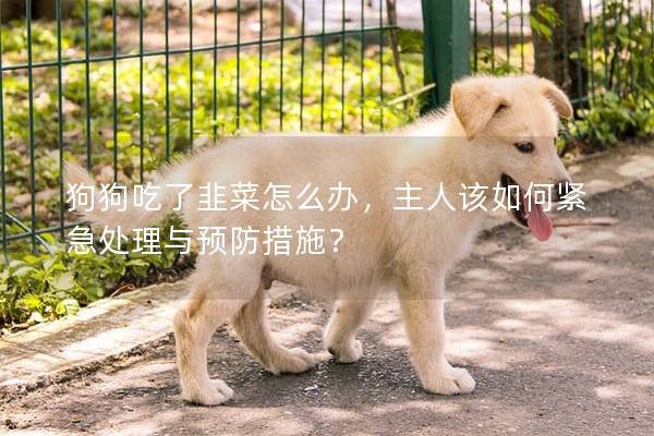 狗狗吃了韭菜怎么办，主人该如何紧急处理与预防措施？