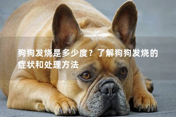 狗狗发烧是多少度？了解狗狗发烧的症状和处理方法
