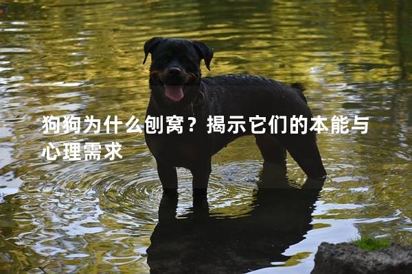 狗狗为什么刨窝？揭示它们的本能与心理需求