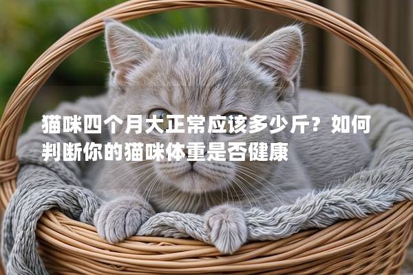 猫咪四个月大正常应该多少斤？如何判断你的猫咪体重是否健康
