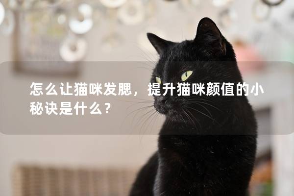 怎么让猫咪发腮，提升猫咪颜值的小秘诀是什么？