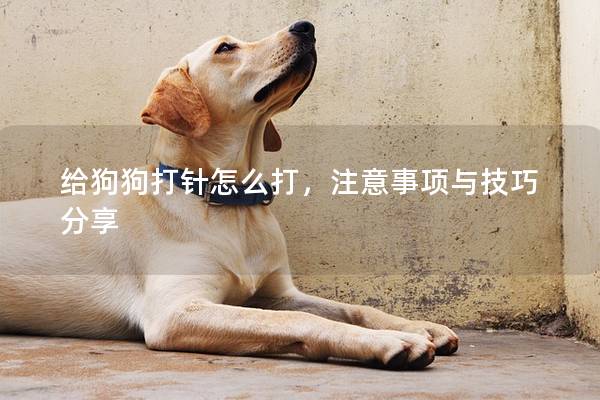 给狗狗打针怎么打，注意事项与技巧分享