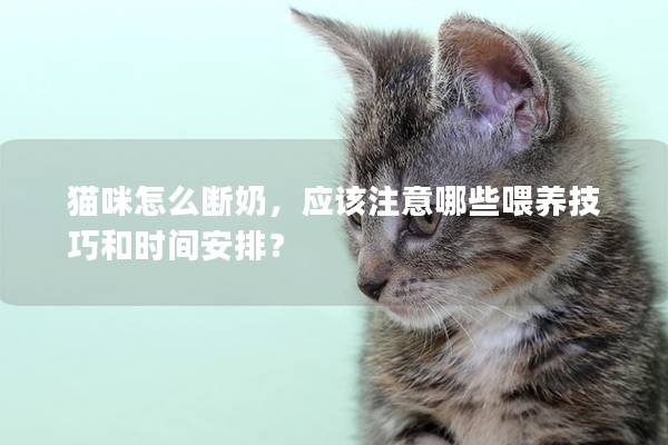 猫咪怎么断奶，应该注意哪些喂养技巧和时间安排？