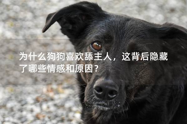 为什么狗狗喜欢舔主人，这背后隐藏了哪些情感和原因？