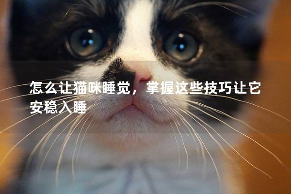 怎么让猫咪睡觉，掌握这些技巧让它安稳入睡