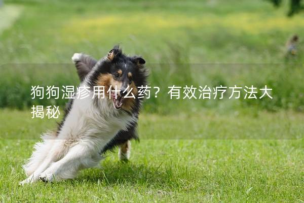 狗狗湿疹用什么药？有效治疗方法大揭秘