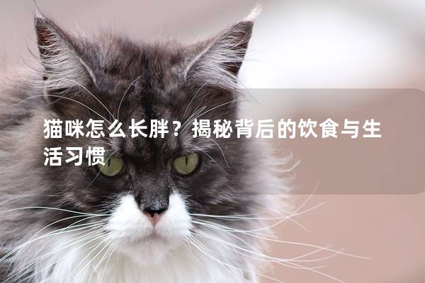 猫咪怎么长胖？揭秘背后的饮食与生活习惯
