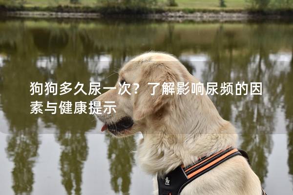 狗狗多久尿一次？了解影响尿频的因素与健康提示