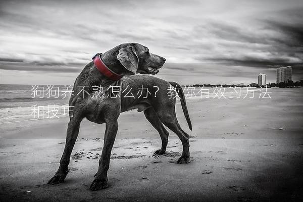 狗狗养不熟怎么办？教你有效的方法和技巧