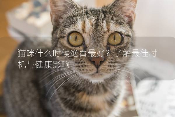 猫咪什么时候绝育最好？了解最佳时机与健康影响