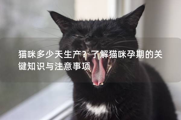 猫咪多少天生产？了解猫咪孕期的关键知识与注意事项