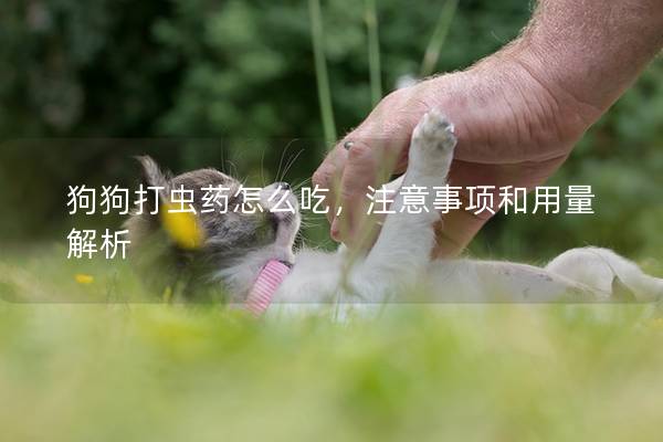狗狗打虫药怎么吃，注意事项和用量解析