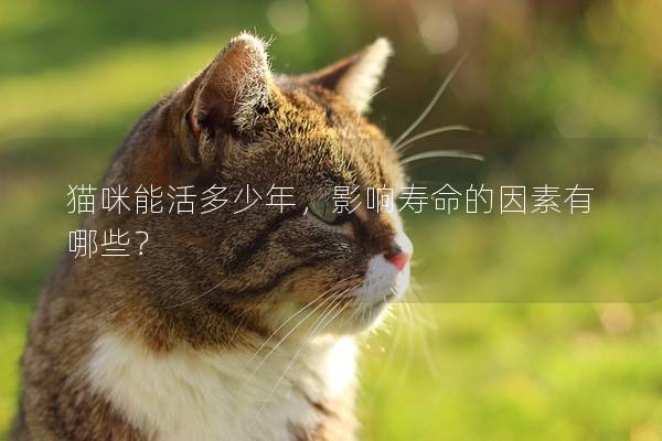 猫咪能活多少年，影响寿命的因素有哪些？