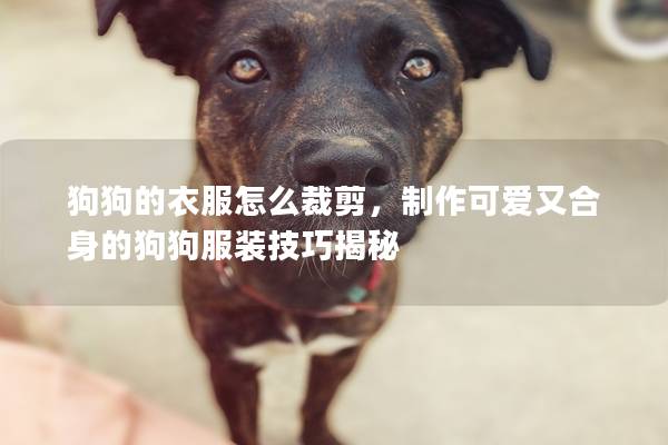 狗狗的衣服怎么裁剪，制作可爱又合身的狗狗服装技巧揭秘