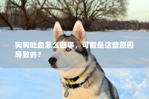 狗狗吐血怎么回事，可能是这些原因导致的？