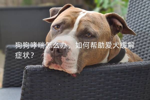 狗狗哮喘怎么办，如何帮助爱犬缓解症状？