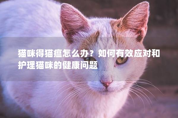 猫咪得猫瘟怎么办？如何有效应对和护理猫咪的健康问题