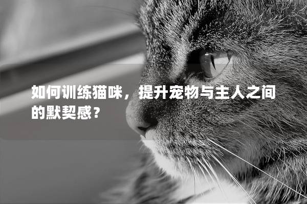 如何训练猫咪，提升宠物与主人之间的默契感？