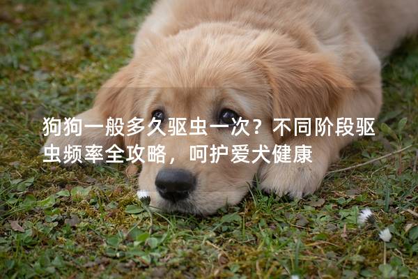 狗狗一般多久驱虫一次？不同阶段驱虫频率全攻略，呵护爱犬健康