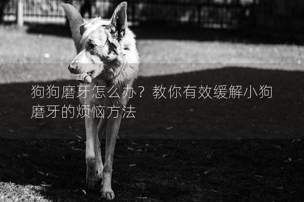 狗狗磨牙怎么办？教你有效缓解小狗磨牙的烦恼方法