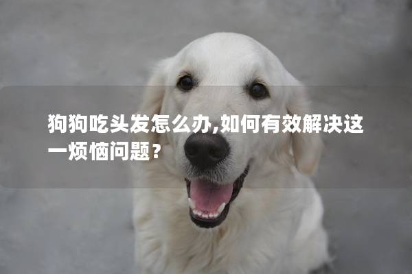 狗狗吃头发怎么办,如何有效解决这一烦恼问题？