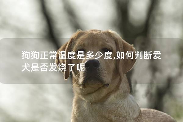 狗狗正常温度是多少度,如何判断爱犬是否发烧了呢