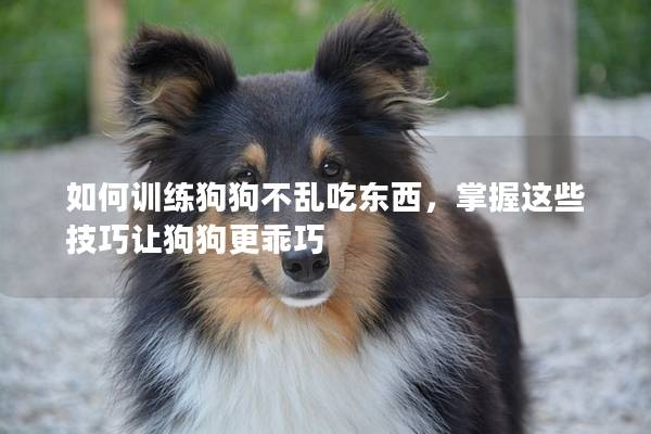 如何训练狗狗不乱吃东西，掌握这些技巧让狗狗更乖巧