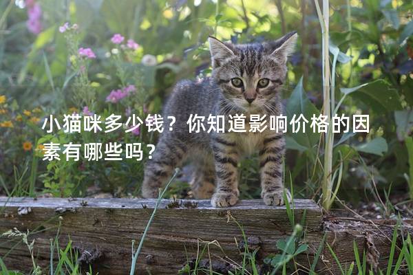 小猫咪多少钱？你知道影响价格的因素有哪些吗？