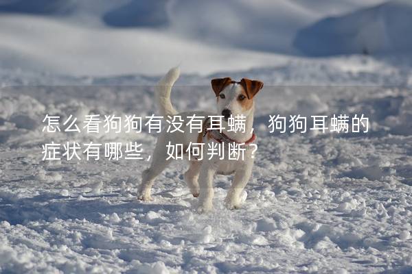 怎么看狗狗有没有耳螨，狗狗耳螨的症状有哪些，如何判断？