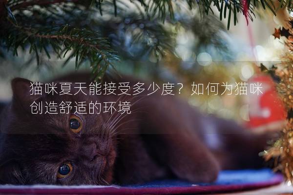 猫咪夏天能接受多少度？如何为猫咪创造舒适的环境