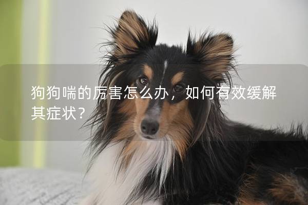 狗狗喘的厉害怎么办，如何有效缓解其症状？