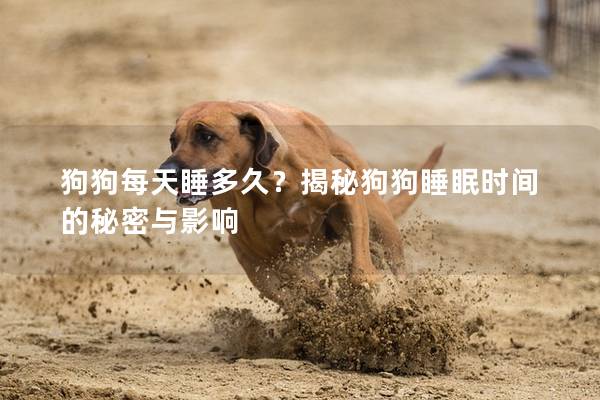 狗狗每天睡多久？揭秘狗狗睡眠时间的秘密与影响