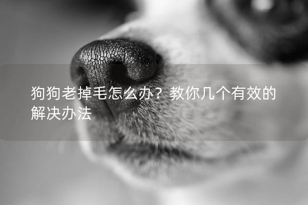 狗狗老掉毛怎么办？教你几个有效的解决办法